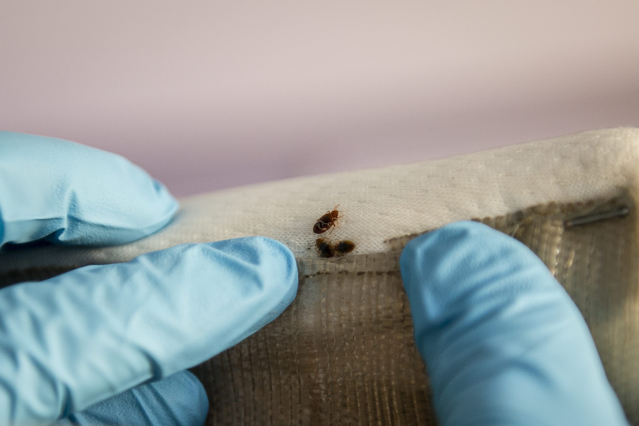 Punaises de lit après les vacances : comment éviter une infestation à la rentrée ?